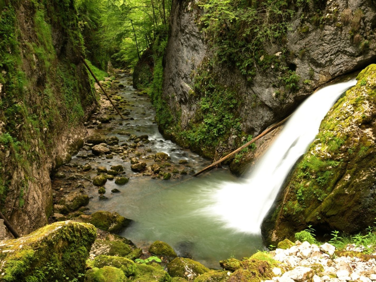 Vizek